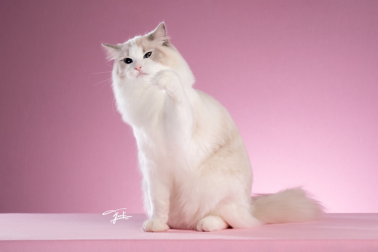 น้องชาลีน - น้องแมวประจำคลินิก