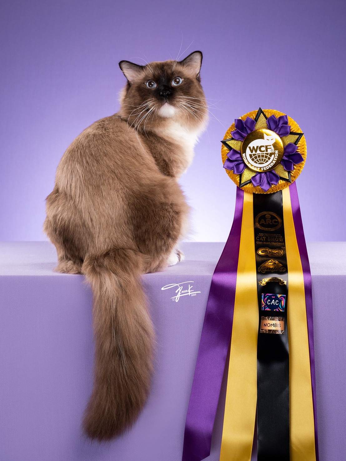 น้องชาเลนจ์ - น้องแมวประจำคลินิก