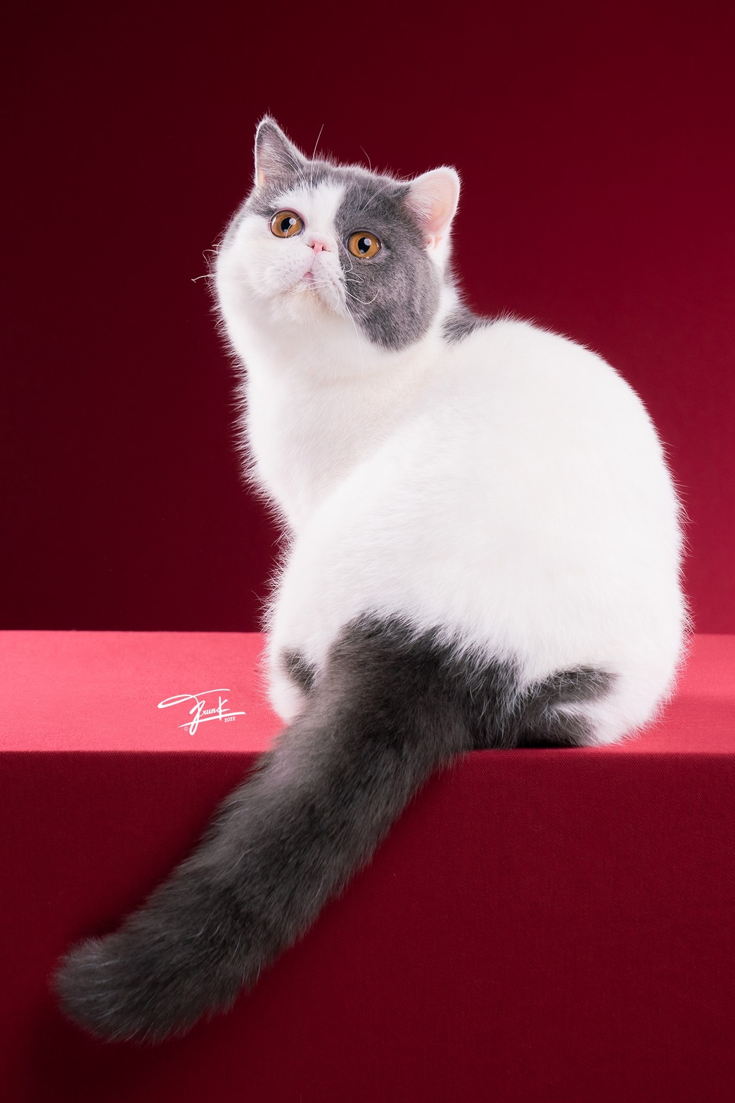 น้องชามัวร์ - น้องแมวประจำคลินิก