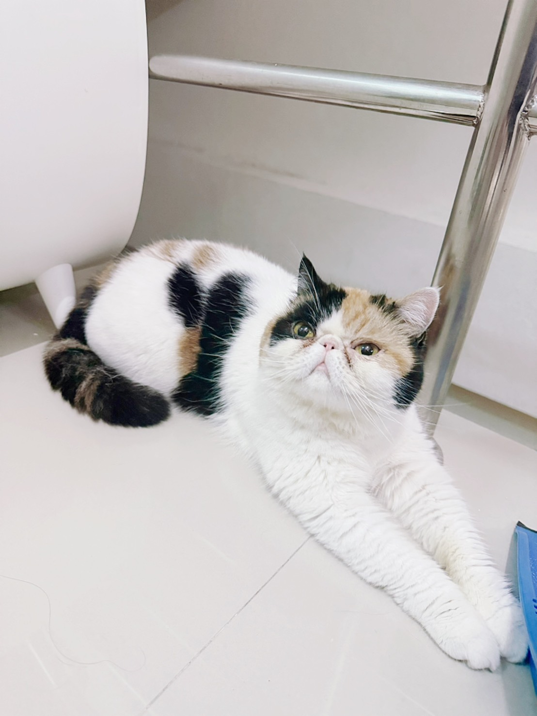 น้องชาเนล - น้องแมวประจำคลินิก