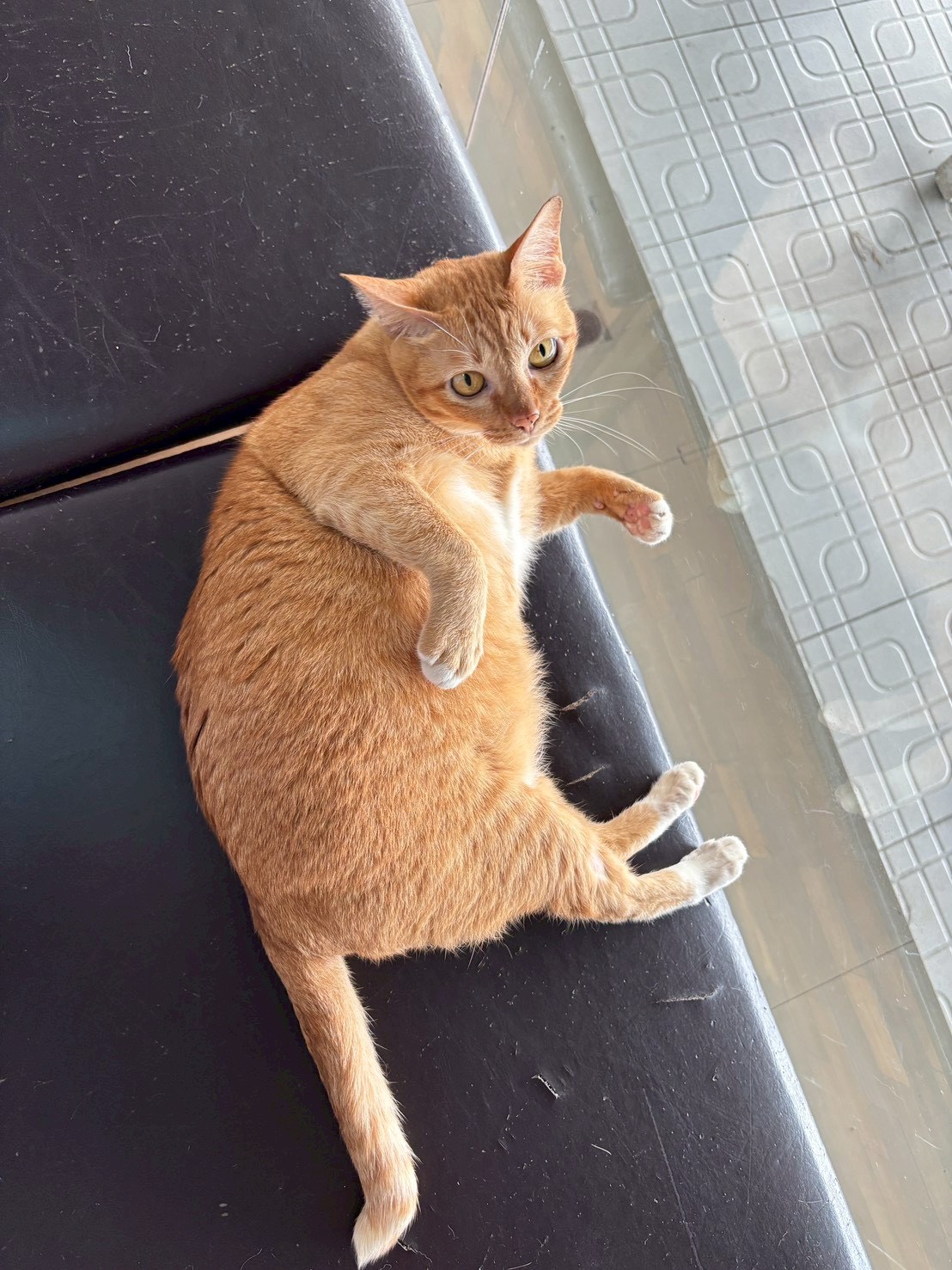 น้องชานม - น้องแมวประจำคลินิก