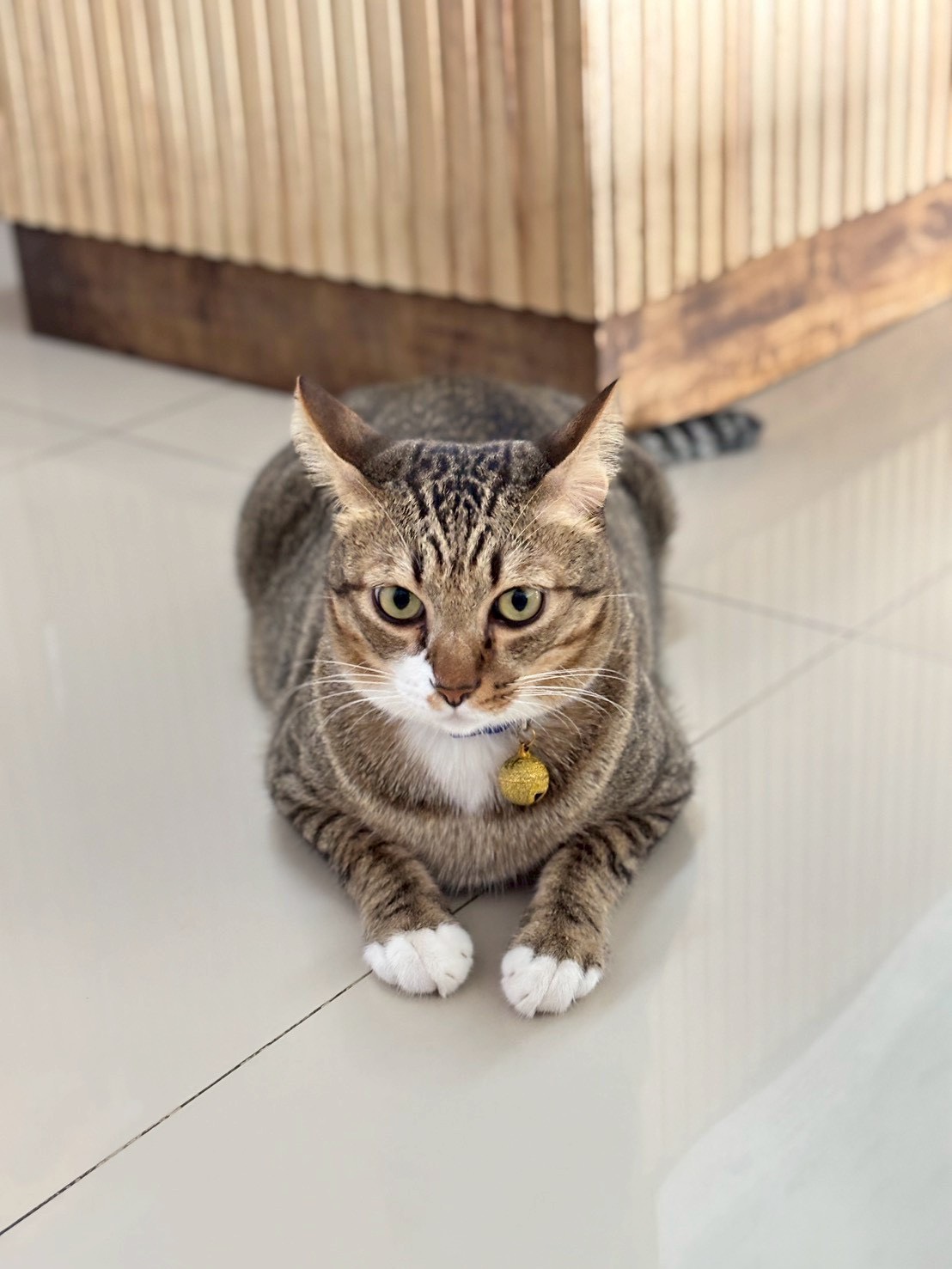 น้องชาโด้ - น้องแมวประจำคลินิก